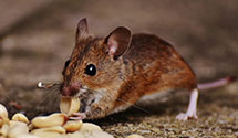 24 Hour & Emergency Exterminators in Leuppx, AZ